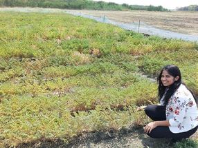 Chiti Agarwal, a chickpea researcher, examines plants in a chickpea disease nursery.