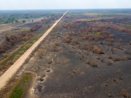 Greenpeace-Studie: Fleischhandel in der EU Mitschuld an Bränden im brasilianischen Pantanal