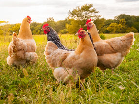 Tiergerechteres Geflügelfleisch-Sortiment wird ausgebaut