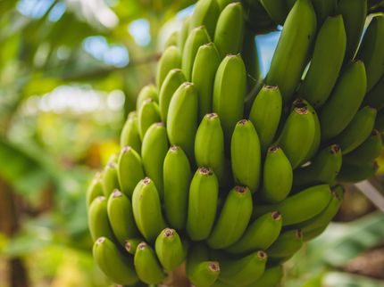 The banana - miracle of logistics or natural product