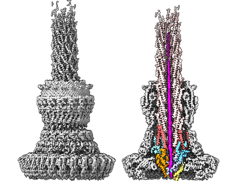 Bacteria needle under the electron microscope - Researchers watch injectisome of gram-negative bacteria in action for the first time