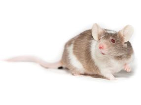 Can chips replace animal testing?
