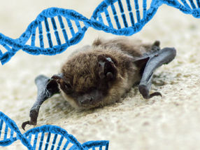 Does bat DNA hold the answer to aging well?
