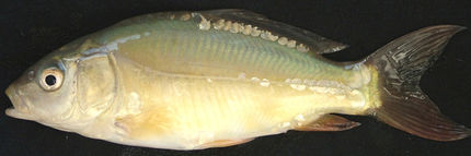 Spiegelkarpfen mit ReserveGen