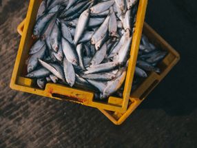 Mehr Fisch bis 2050?