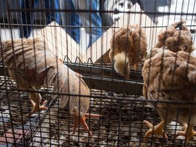 Food companies get behind 'End the Cage Age'