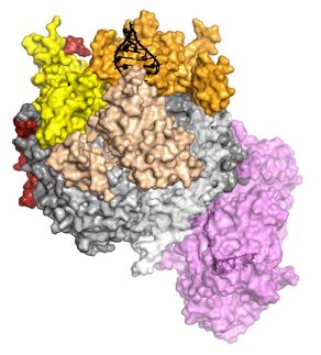A macromolecular shredder for RNA