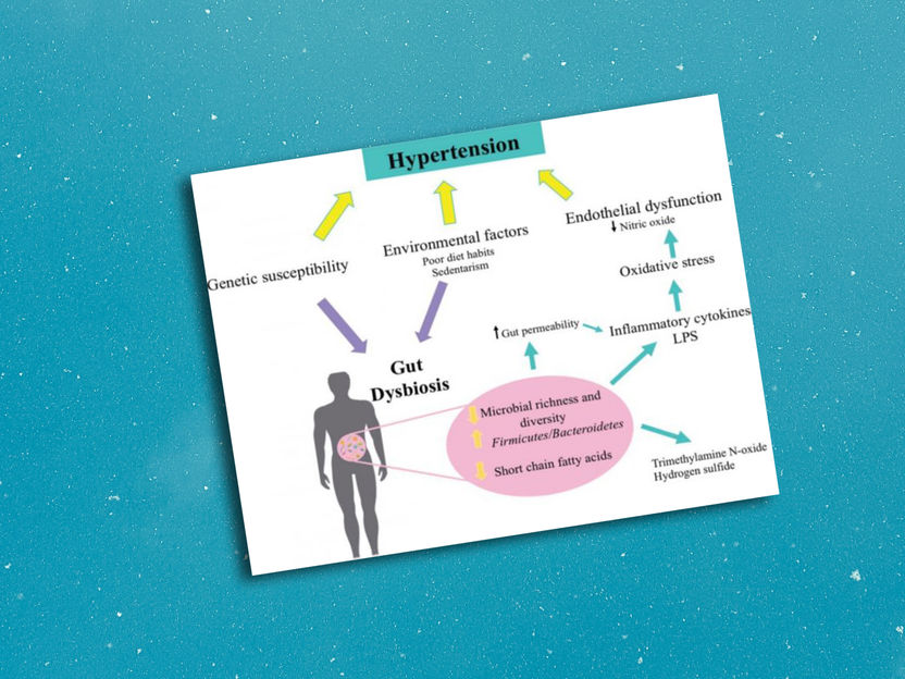 Un estudio examina los posibles beneficios de las leches fermentadas - Disminución de la hipertensión arterial mediante la modulación de la microbiota intestinal