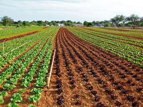 Birds Eye, iglo and Findus parent company, Nomad Foods and WWF announce partnership to promote sustainable agriculture and more sustainable ways of eating