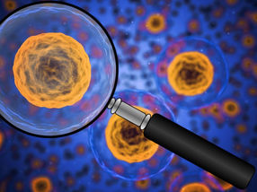 Analyse von Krebsstammzellen auf Einzelzellebene