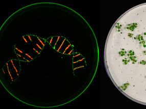 Fortschritt für CRISPR/Cas: Forscher schalten viele Pflanzen-Gene auf einmal aus
