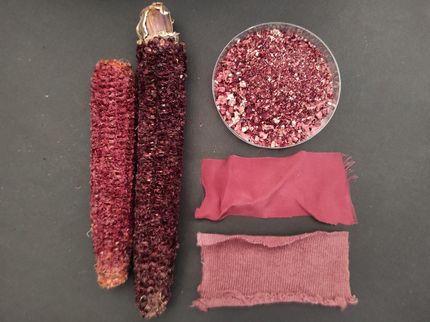 Los investigadores extrajeron el pigmento de las mazorcas de maíz de color púrpura (izquierda) para utilizarlo como suplemento y para teñir telas (abajo a la derecha), y analizaron los restos de la tierra (arriba a la derecha) para la alimentación de los animales.