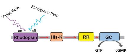 Optogenetik: Licht reguliert ein Enzym