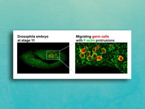Wandernde Keimzellen in einem Fruchtfliegen-Embryo.