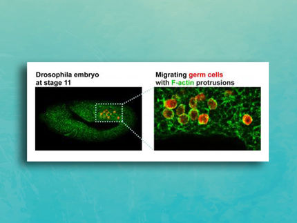 Migración de células germinales en un embrión de mosca de la fruta.