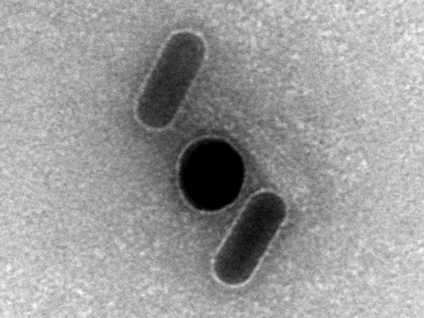 Mit Goldpartikeln Energie in DNA-Architekturen übertragen - Tim Liedl stellt hybride Strukturen aus DNA und Gold-Nanopartikeln her. Innerhalb dieser Architekturen gelang ihm ein besonders effizienter Energietransfer