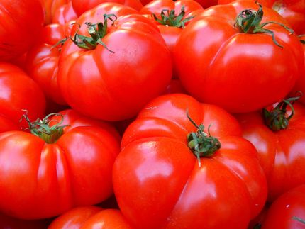 Agri Terra se convierte en el mayor productor de tomate de Paraguay
