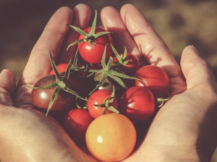 For tomato genes, one plus one doesn't always make two