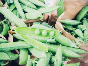 Crop rotations with beans and peas offer more sustainable and nutritious food production