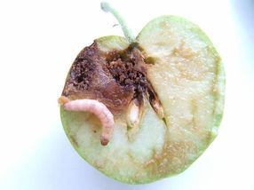 Eine mit CpGV infizierte Larve des Apfelwicklers in einem geschädigten Apfel.