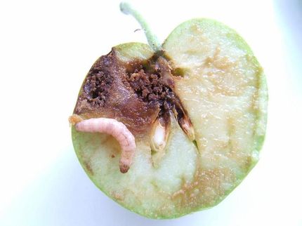 Una larva de la polilla de la manzana infectada por el CpGV en una manzana dañada.
