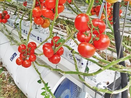 Toller Erfolg bei der Tomatenzucht mit "Zero-Residue" von B+H Solutions
