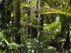 EU zweitgrößter Importeur von tropischer Entwaldung