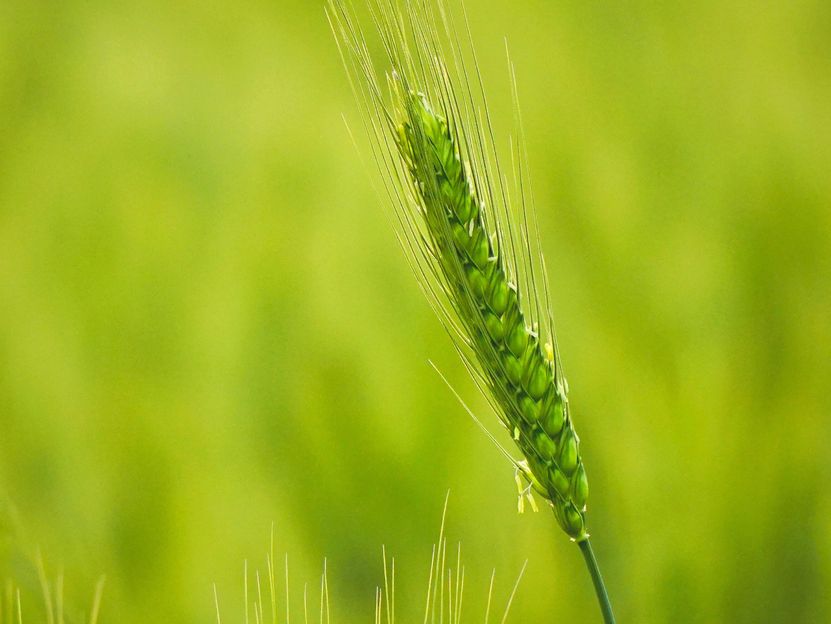 2021 Global Food Policy Report - Lessons from COVID crisis for reducing inequities and enhancing resilience of food systems