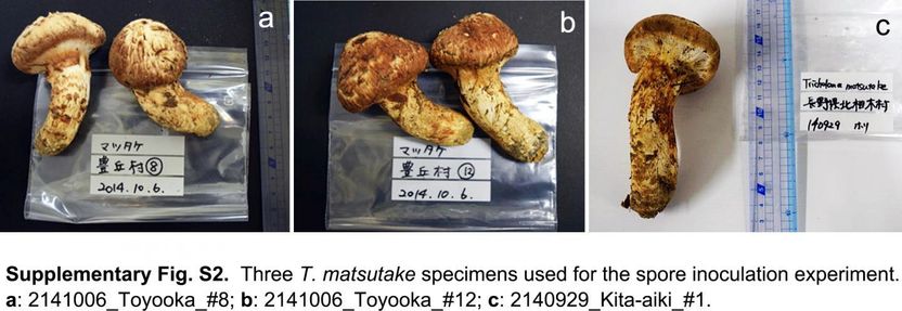 Copyright © 2021, Akiyoshi Yamada et al., under exclusive license to Springer-Verlag GmbH Germany, part of Springer Nature