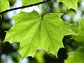 Von der Natur gelernt: Biosensoren aus Zellulose
