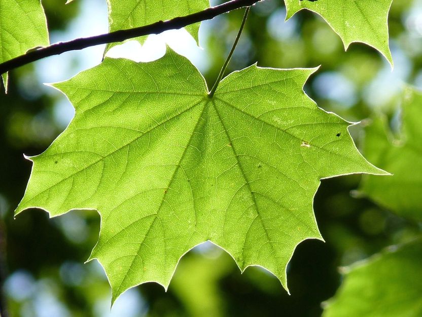 Von der Natur gelernt: Biosensoren aus Zellulose - Wiederverwertbar, hautverträglich und biologisch abbaubar