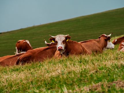 Verbraucher greifen häufiger zu Bio- und Weidemilch