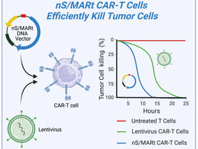 Ingeniería de células T para la terapia del cáncer de forma eficiente y segura