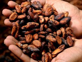 Detección fiable de los malos sabores del cacao