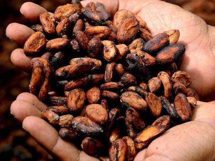 Kakao-Fehlaromen sicher erkennen
