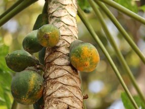 New partnership will reduce malnutrition with a dried papaya snack