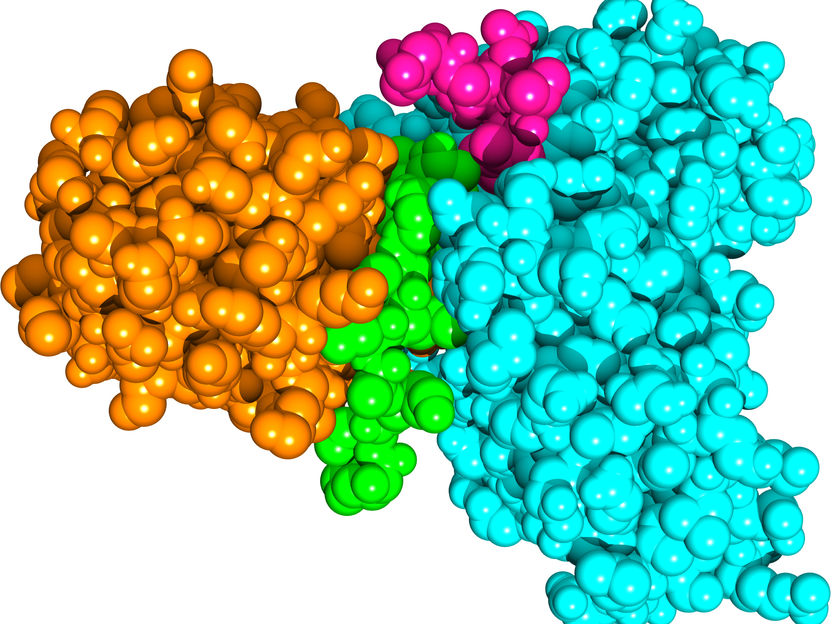 Copyright: J. Lei et al., 2021 / EMBO Journal