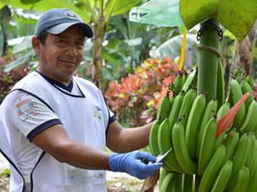Neues FAIRTRADE-Grundgehalt für Beschäftigte auf Bananen-Plantagen