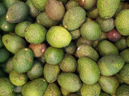 Nuevos envases sostenibles alargarán un 15% la vida del guacamole con etiquetas y aditivos extraídos del propio aguacate