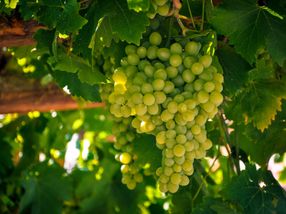 Neues Leben für Weintraubenreste