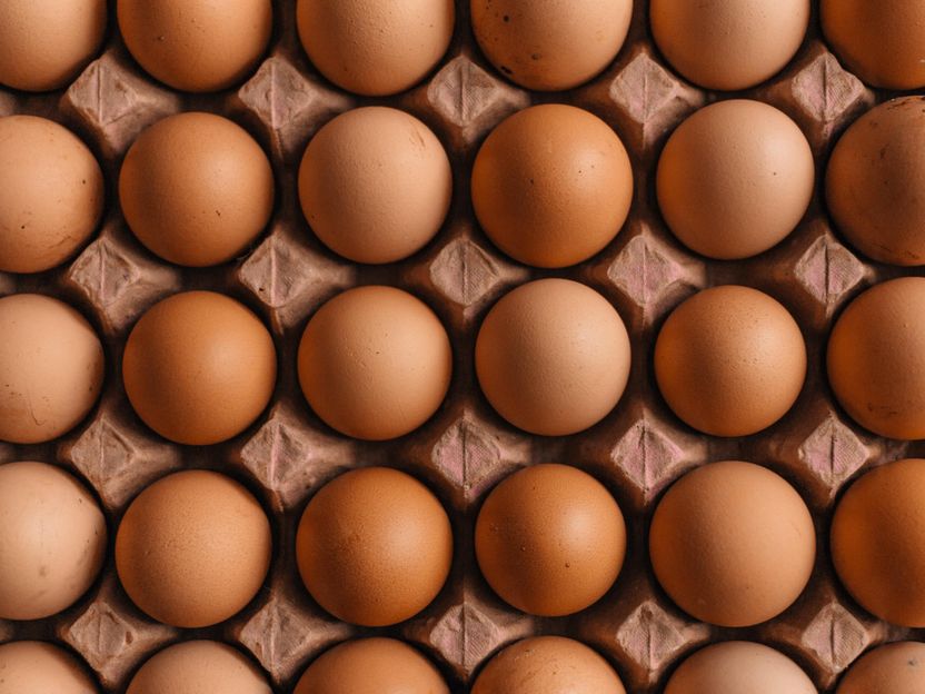 Egg labelling: Many EU countries support Klöckner proposal