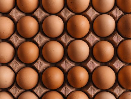 Egg labelling: Many EU countries support Klöckner proposal