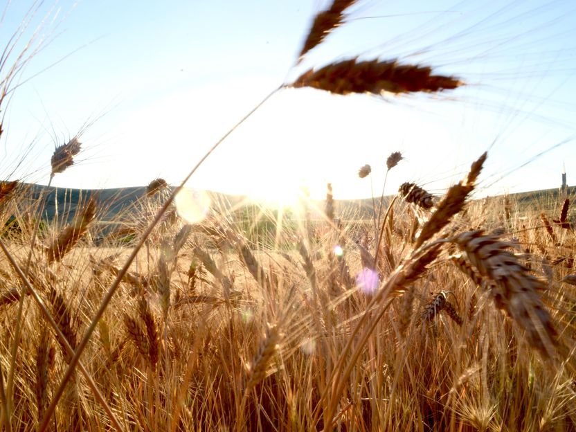 Streit um Sonne als Brotmarke - Hofpfisterei klagt gegen Bio-Markt