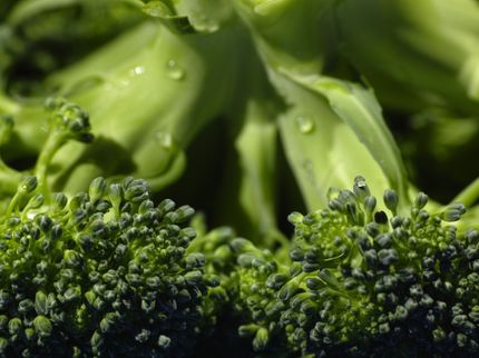 Un compuesto presente en algunas verduras puede reducir el daño renal relacionado con la diabetes