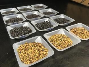 Canola seeds vary not only in color, but also their microbiomes.