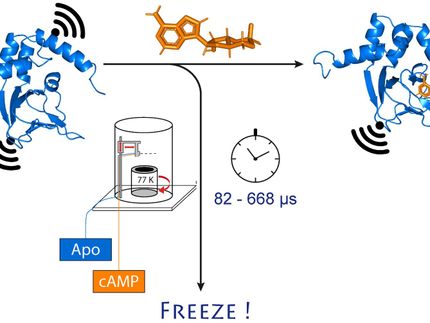 Forscher vermessen schockgefrorene Proteine