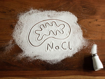Too much salt suppresses phagocytes