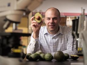 Avocado discovery may point to leukemia treatment
