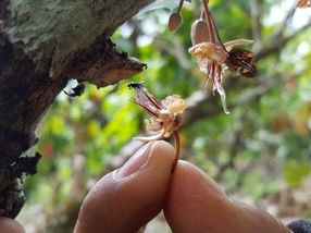 Eine Kakaoblüte wird von einer winzigen parasitären Wespe besucht.