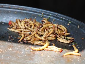 Yellow mealworm approved as novel food
